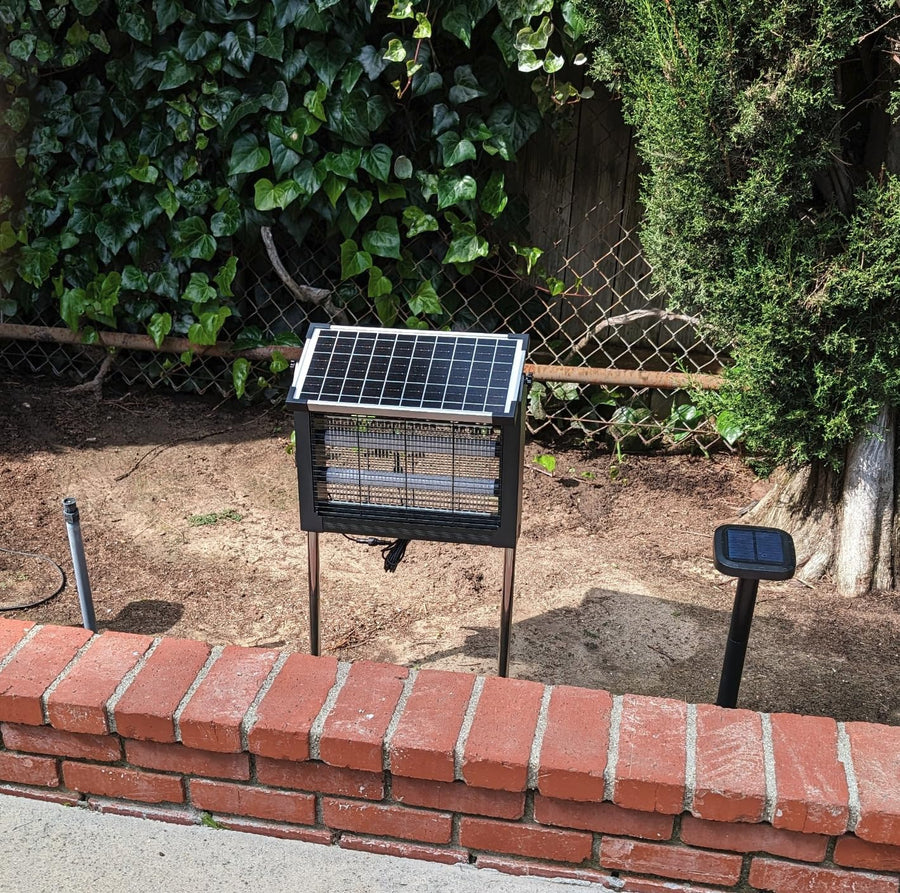 Dinner party — Laila Z., Chicago