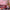 RossettaStarProjector_Elephant-AuroraLight_White
